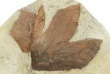 Wide Plate with Seven Fossil Leaves (Four Species) - Montana #262359-4